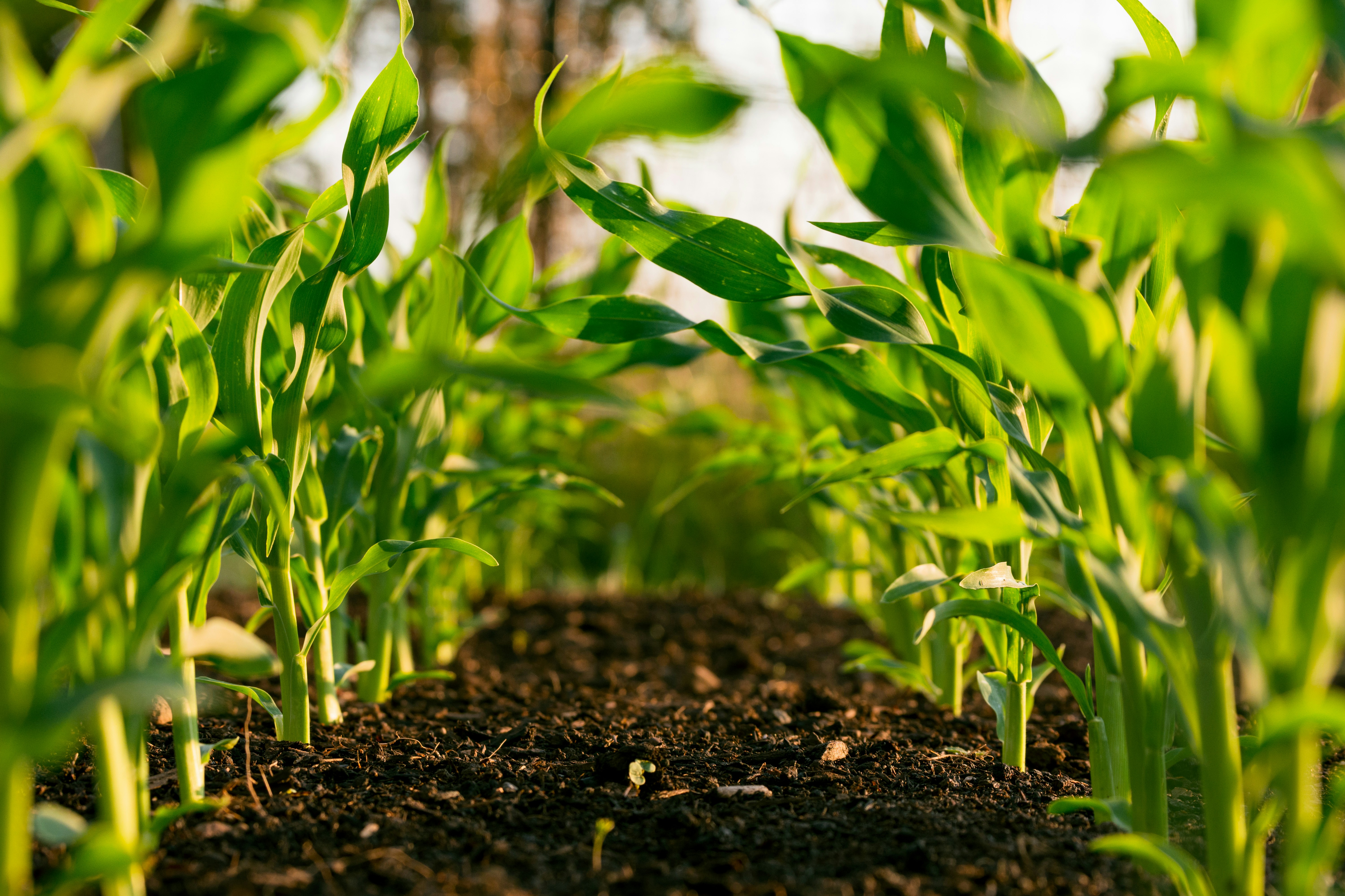 Agricultural products