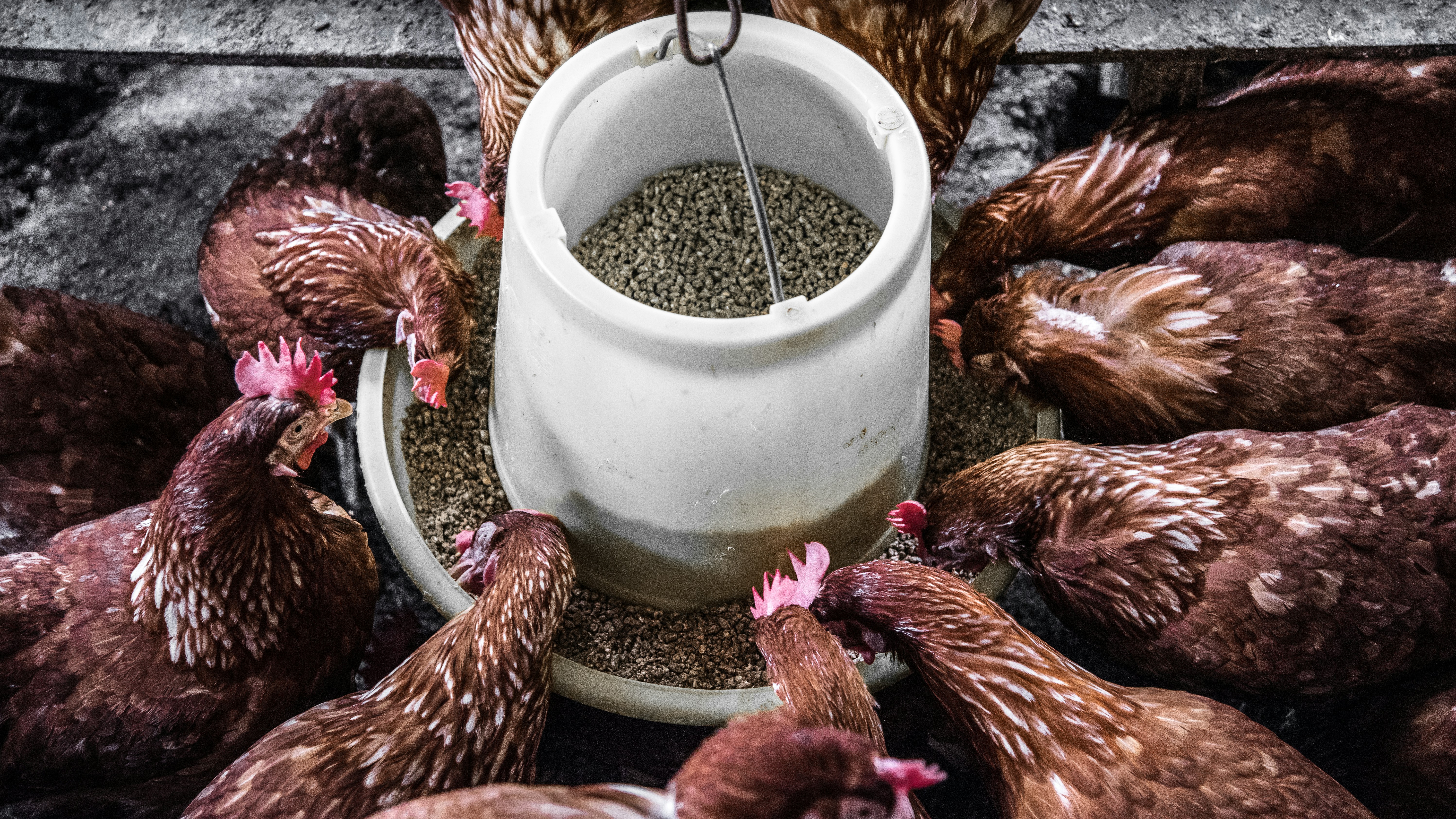 Feed products